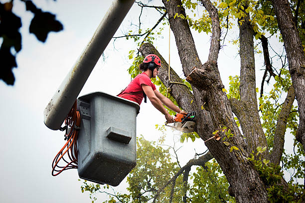 Best Storm Damage Tree Cleanup  in Mount Hermon, VA